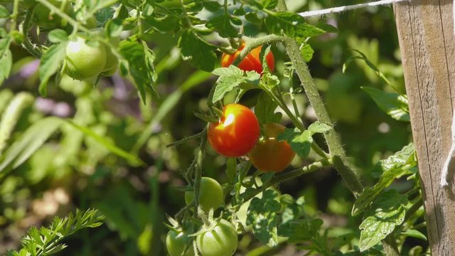Close-up of ripe cherry tomatoes in a garden