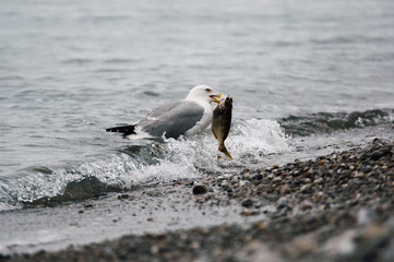 Ocean white bird catching and start eating a fish on a stone beach