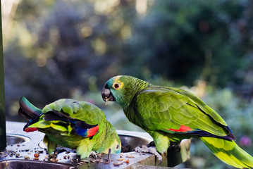Couple of South Africa birds eating at sunset in a private park