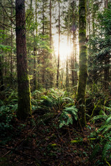 Forest Sun