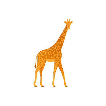 Giraffe. Vector. Animal of Africa. Wild nature. Tropical fauna isolated in flat design. Zoo mammal on white background. Cartoon Illustration.