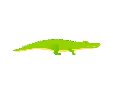 Crocodile. Vector. Alligator reptile in flat design. Wild fauna isolated. Zoo animal on white background. Cartoon Illustration.