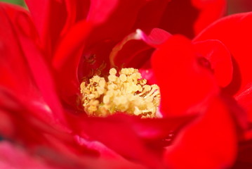 赤い薔薇の花
