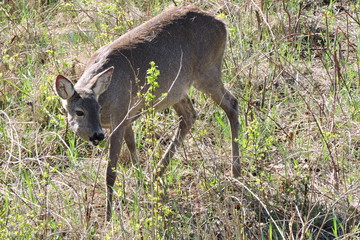 A roe deer eating fresh leaves