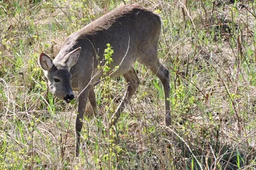 Photo sur Plexiglas Cerf A roe deer eating fresh leaves