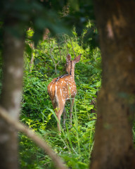 spotted or sika deer in the jungle