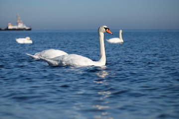 Obraz premium Schwäne bei der Futtersuche