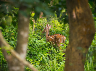 spotted or sika deer in the jungle