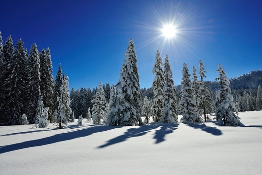 Winter landscape on the Hemmersuppenalm, Reit im Winkl, Chiemgau, Bavaria, Germany, Europe
