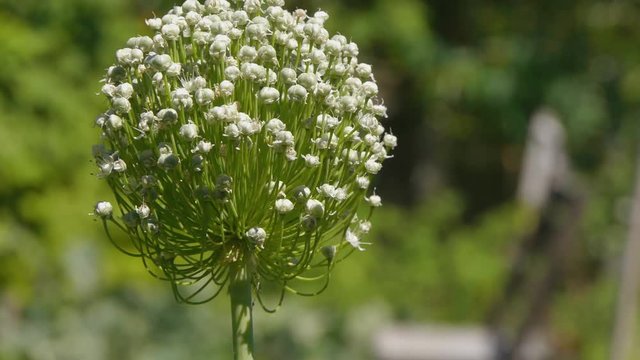Close-up clip of a garlic scapes growing bulbils in a garden