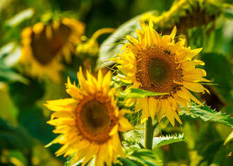 Sunflower and bees in the garden