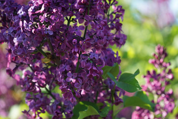 lilac flowers in the garden