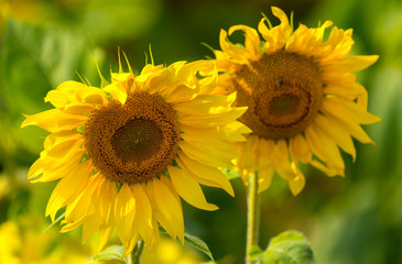 Sunflower and bees in the garden