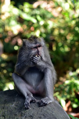 Macaque monkeys at Ubud Sacred Monkey Forest Sanctuary a nature reserve and Hindu temple complex in Ubud Bali Indonesia