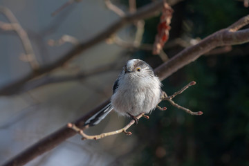 Süsser Vogel sonnt sich auf Ast
