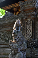 Monkey Forest Ubud is the sanctuary or natural habitat of Balinese long tailed Monkey, Indonesia