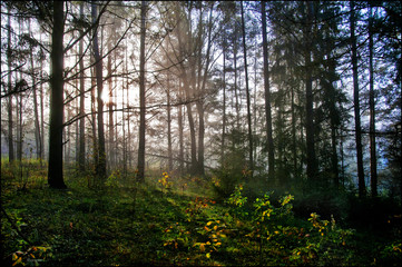 Morning in autumn forest