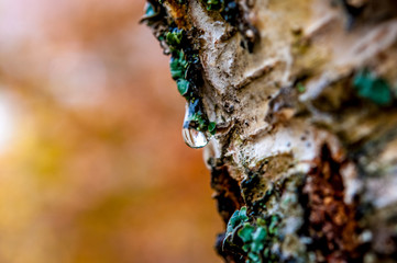 Raindrop on the tree