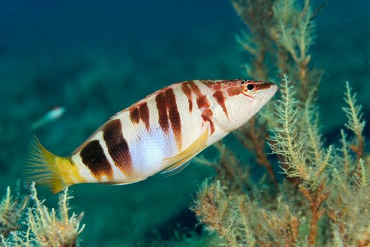 Painted comber (Serranus scriba), Mediterranean Sea, Southern Cyprus, Cyprus, Europe