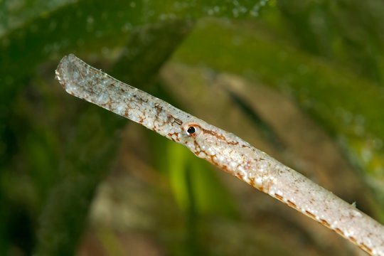 Broadnosed pipefish (Syngnathus typhle), Mediterranean Sea, Southern Cyprus, Cyprus, Europe
