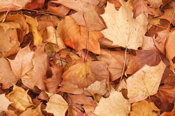 Herbststimmung in der Natur