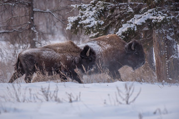 Yakut Bison reaches 2.5-3 meters in length and up to 2 meters in height. Thick coat of his gray-brown color, black-brown on the head and neck. The front of the body is covered with longer hair.