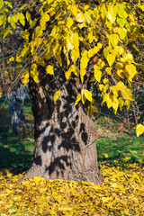 Fall. Autumn concept. the old tree with yellow leaves lit by the sun