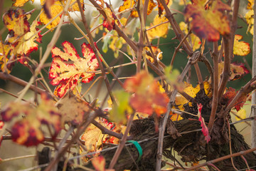 autumnal colors after the harvest in an Italian vineyard