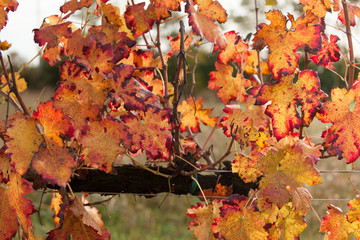 autumnal colors after the harvest in an Italian vineyard