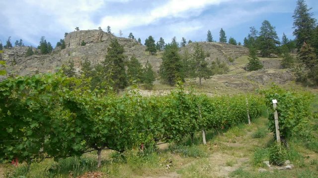Panning left to right over an organic vineyard beside a rocky mountain