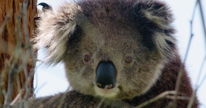 Closeup of koala in the Australian bush staring through twigs at camera - 4K 30P.