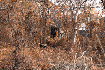 Old abandoned house covered with thickets