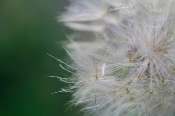 close up dandelions