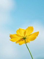 Yellow Cosmos flower.