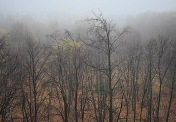 The late autumn landscape on a foggy day.