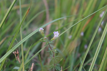 flower in grass