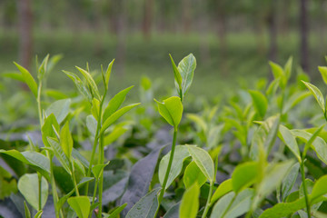 Indian tea plantation in the Darjeeling