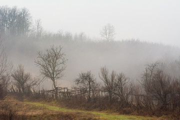 Obraz na płótnie Canvas Trees silhouettes in foggy forest