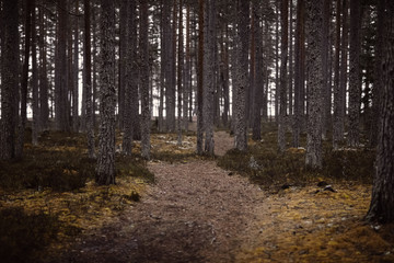 Pine forest. autumn sullen nature