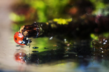 ladybug on a spring Scilla