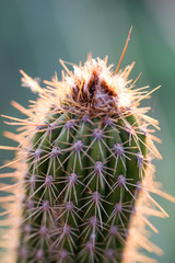 thorny issue