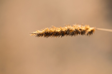 textured seed