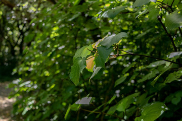 New Zealand Nature Trail, Branch Close Up Blurred Background 