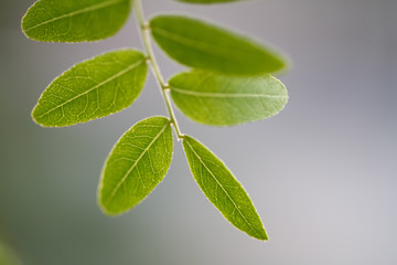 leaves