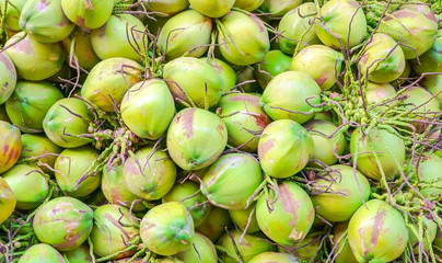 Many young green coconut fruit that have more delicious coconut juice.