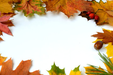 autumn background with colored leaves on white board