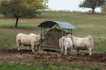 Obraz premium group of white cows eating straw in a meadow