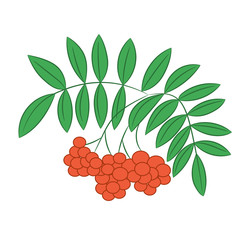 A rowan branch in the autumn