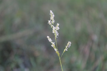 field of wild flowers