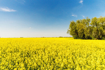 Obraz premium Flowering rape field. Spring background. Canola or colza blosom. blooming rape or Brassica napus. Springtime and summer border
